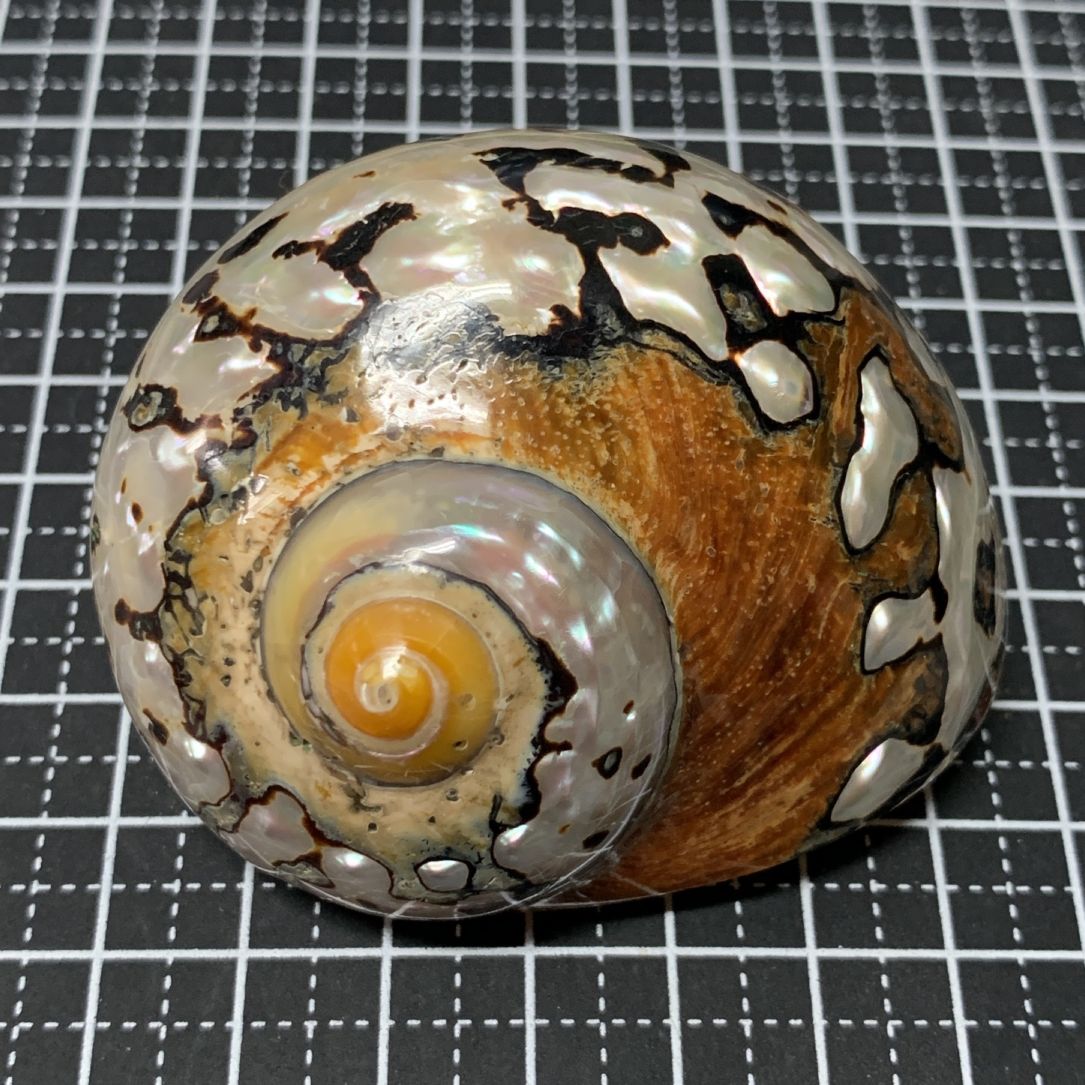 貝殻 リュウオウスガイ 6.6cm（南アフリカ）【写真の貝殻】 | すべての商品