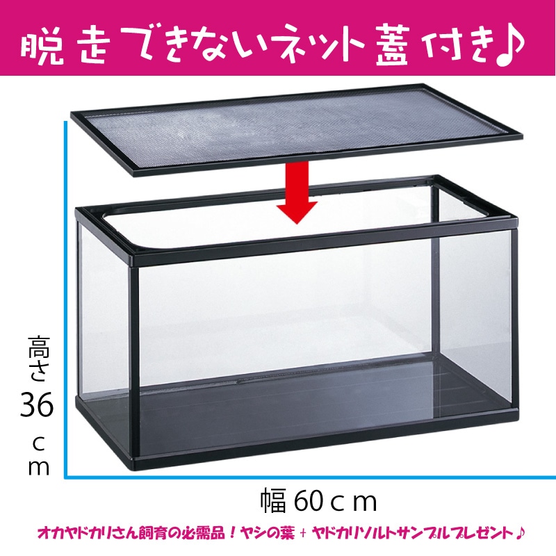 脱走できないマリーナ水槽60セット | 爬虫類用品 | やどかり屋