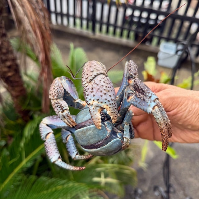 ヤシガニ 【沖縄産】メス【甲羅幅6.5cm】250g | ヤシガニ | やどかり屋