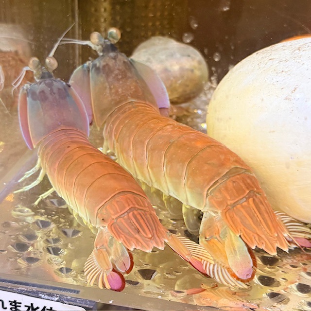 ハナシャコ【近海産】【和歌山県産】オス | 水棲ヤドカリ・甲殻類
