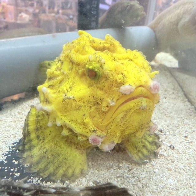 ダルマオコゼ【近海産】【和歌山県産】 | 海水魚,カサゴ・オコゼ