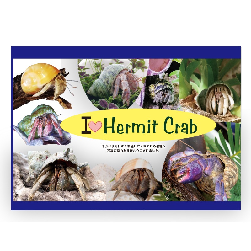 8月4日発行！→ヤドカリ検定表彰状付！第2版！長くオカヤドカリを飼育