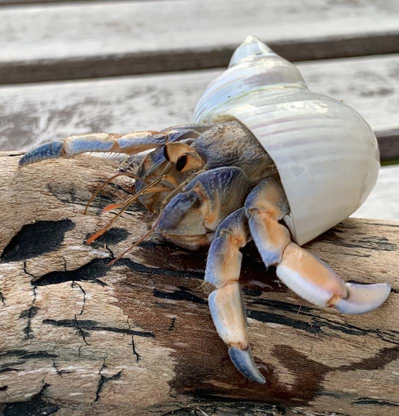 サザエさん 05【殻口約20-25mm】 | 貝殻,オカヤドカリ用貝殻,L