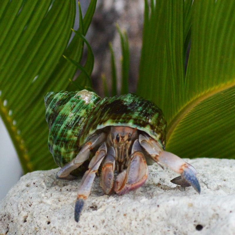 サザエさん 05【殻口約20-25mm】 | 貝殻,オカヤドカリ用貝殻,L