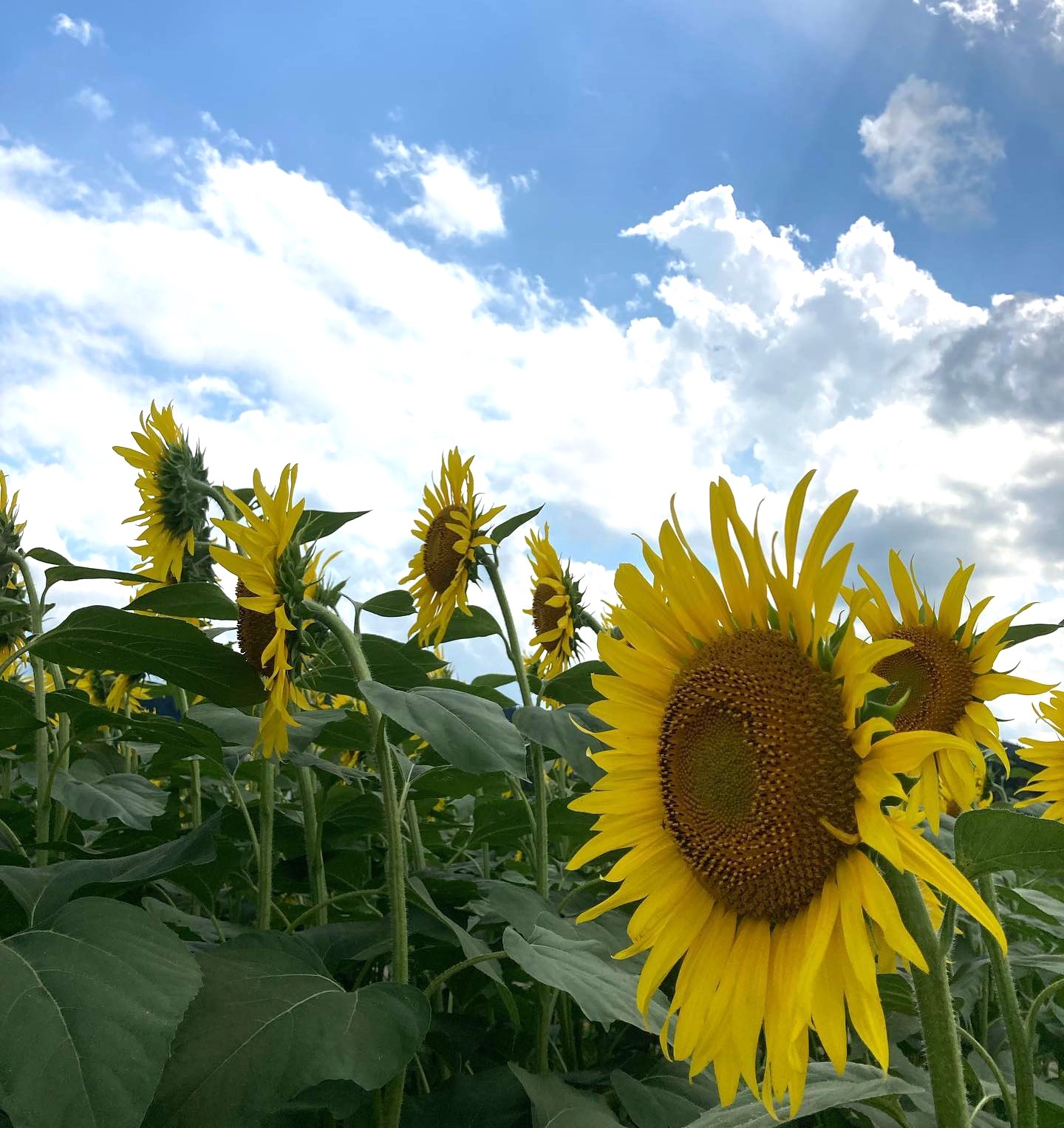 津南町産のひまわりの種を使用したクラフトビール　ひまわりIPA　330ml