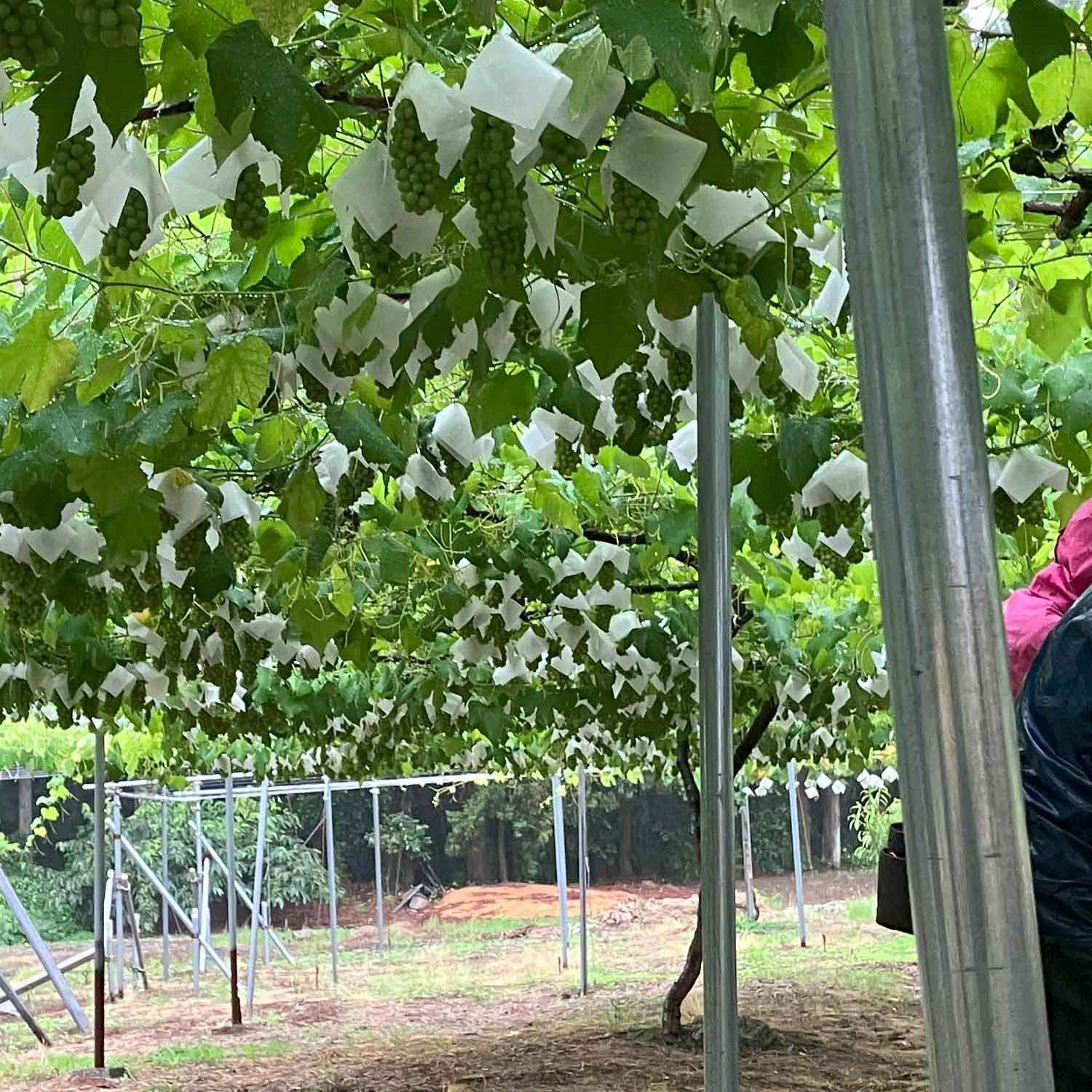 弥彦村井田地区産ぶどうを使用したクラフトビール　弥彦ぶどうエール　缶　350ml