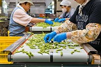 弥彦ブリューイング 弥彦枝豆IPA 355ml缶