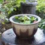 13号灰釉水鉢　信楽焼　金魚鉢、メダカ鉢にお勧め　陶器スイレン鉢　手水鉢　めだか鉢［su-0176］|すいれん鉢