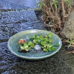 15���иſ���������ȭ�����ھơ����ȭ�������ȭ�ˤ����� ������ȭ ��su-0188��