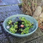 20���иſ���������ȭ�����ھơ����ȭ�������ȭ�ˤ������su-0190��