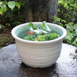 11���򥫥��߿�ȭ�����ھơ����ȭ�������ȭ�ˤ����ᡡƫ�凉�����ȭ�����ȭ�������ȭ��su-0116��