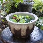 15�泥�ؿ�ȭ�����ھơ����ȭ�������ȭ�ˤ����ᡡƫ�凉�����ȭ�����ȭ�������ȭ��su-0055��