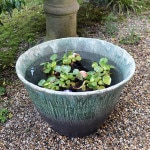 20���Х��饹��ȭ�����ھơ����ȭ�������ȭ�ˤ����� �������ȭ ��su-0170��