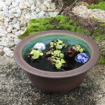 12����ȩ�ٻη���ȭ�����ھơ����ȭ�������ȭ�ˤ����� ��ϡȭ�������ȭ����su-0195��