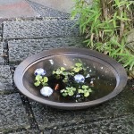 20���̿�ȭ�����ھơ����ȭ�������ȭ�ˤ����ᡡ������ȭ��ƫ��ȭ����su-0215��