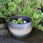 14����ȩ��ȭ�����ھơ����ȭ�������ȭ�ˤ����ᡡƫ�凉�����ȭ����su-0230��