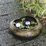 13����ȩ��ȭ�����ھơ����ȭ�������ȭ�ˤ����ᡡƫ������ȭ���������ȭ����su-0237��