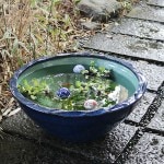 20��ʥޥ�����ȭ�����ھơ����ȭ�������ȭ�ˤ����� ��ϡȭ �������ȭ ��su-0240��