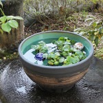 13号はけ目水鉢　信楽焼　金魚鉢、メダカ鉢にお勧め　陶器スイレン鉢　手水鉢　めだか鉢［su-0251］|すいれん鉢
