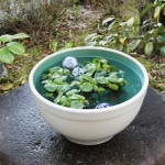 13���򥫥��߿�ȭ�����ھơ����ȭ�������ȭ�ˤ����ᡡƫ�凉�����ȭ�����ȭ�������ȭ��su-0253��