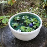 15���򥫥��߿�ȭ�����ھơ����ȭ�������ȭ�ˤ����ᡡƫ�凉�����ȭ�����ȭ�������ȭ��su-0256��