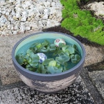 11��Ϥ��ܿ�ȭ�����ھơ����ȭ�������ȭ�ˤ����ᡡƫ�凉�����ȭ�����ȭ�������ȭ��su-0276��