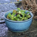 �ĥӡ��ɥ�ή����ȭ�����ھơ����ȭ�������ȭ�ˤ����ᡡ�������ȭ����su-0278��