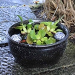 ���ӡ��ɥ���ȭ�����ھơ����ȭ�������ȭ�ˤ����ᡡ��su-0279��