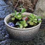 �����ѿ�ȭ�����ھơ����ȭ�������ȭ�ˤ����ᡡ�������ȭ����su-0280��