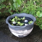 16����������ȸ���ȭ�����ھơ����ȭ�������ȭ�ˤ����ᡡ�������ȭ����su-0288��