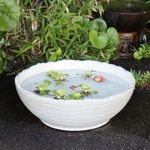 19���������������ȭ�����ھơ����ȭ�������ȭ�ˤ����ᡡ�������ȭ����su-0290��