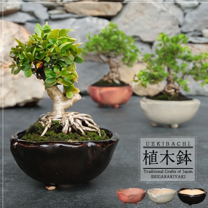 信楽焼 山草鉢 信楽焼 3色から選べる足付き植木鉢 sa-0336 - まるいち本店