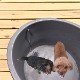 ���ھƤ��ڥå����塪ƫ��Τ���Ϥ���ڥåȤΤ���Ϥ�����ֳ����ǥڥåȤ��֡����פǴ�桪�����Ȥ��Ȥ����������ޤ���
