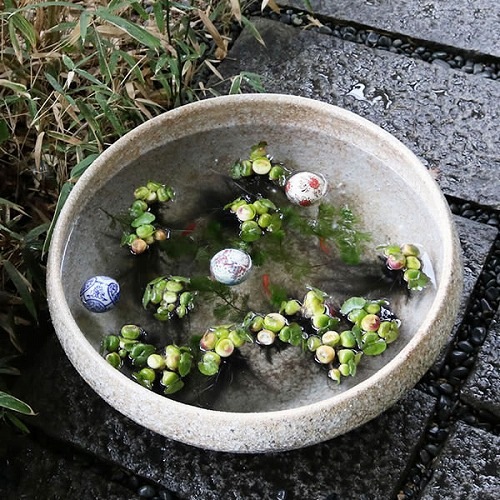 緿ȭҤͤȭھơȭȭˤᡡ20椹ȭsu-0223