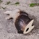 ھ  ʪ  襤 ƫ   ﵯʪ Ƥʪ ھƤ  ʪ İ ե ˤ ֤ʪ 7Ω ok-0092