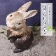 ھ  ʪ  襤 礭 ƫ   ﵯʪ Ƥʪ ھƤ  ʪ İ ե ˤ ֤ʪ 12Ω ok-0093