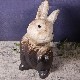 ھ  ʪ  襤 礭 ƫ   ﵯʪ Ƥʪ ھƤ  ʪ İ ե ˤ ֤ʪ 12Ω ok-0093