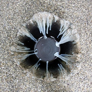 Ҥͤ22ήȭھơȭȭˤsu-0075