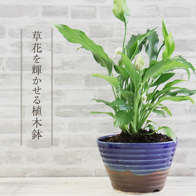 ���ھ� ����ȭ ƫ�� ������� ����ȭ ¿����ʪ ȭ ���ܥƥ�ȭ �ץ�󥿡� �ߺ�ȭ ������ȭ ȭ �Ƥ�ʪ ����ή������ȭ sa-0327