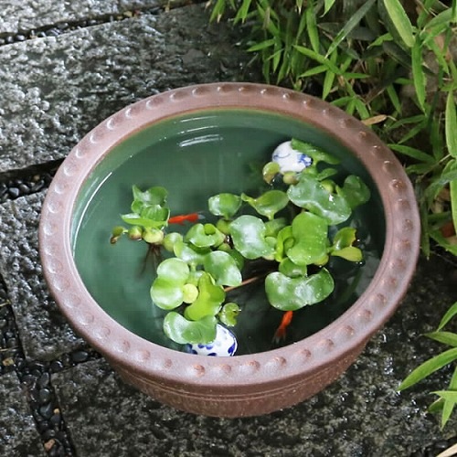 16��ȥ����ҷ���ȭ�����ھơ����ȭ�������ȭ�ˤ����ᡡ��ȭ����su-0111��