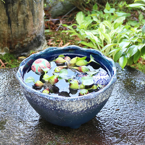 金魚鉢 メダカ鉢 信楽焼 水鉢 すいれん鉢 陶器 鉢 陶器 めだか鉢 睡蓮鉢 手水鉢 睡蓮 スイレン鉢 やきもの ビオトープ