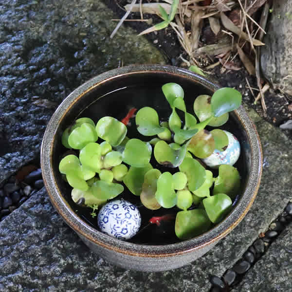 ȭھơȭȭˤᡡȭsu-0281