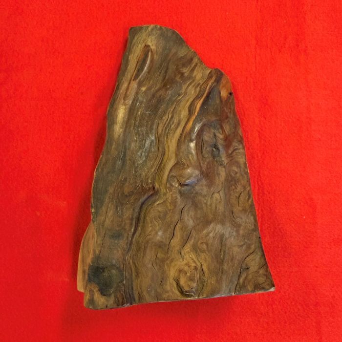 ���׿���������783