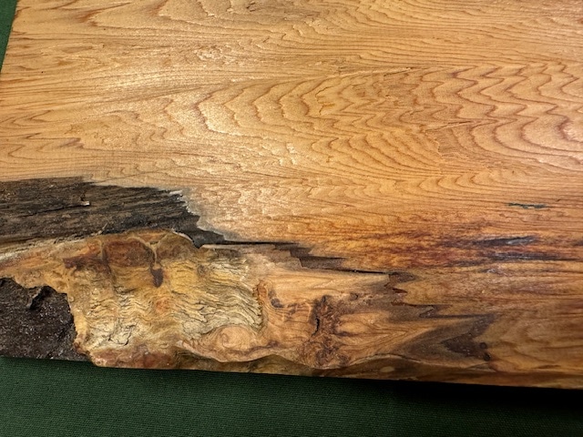 屋久杉　原木 屋久杉自然原木731 | 屋久杉原木（無垢材一枚板）,原木・原板・珍木