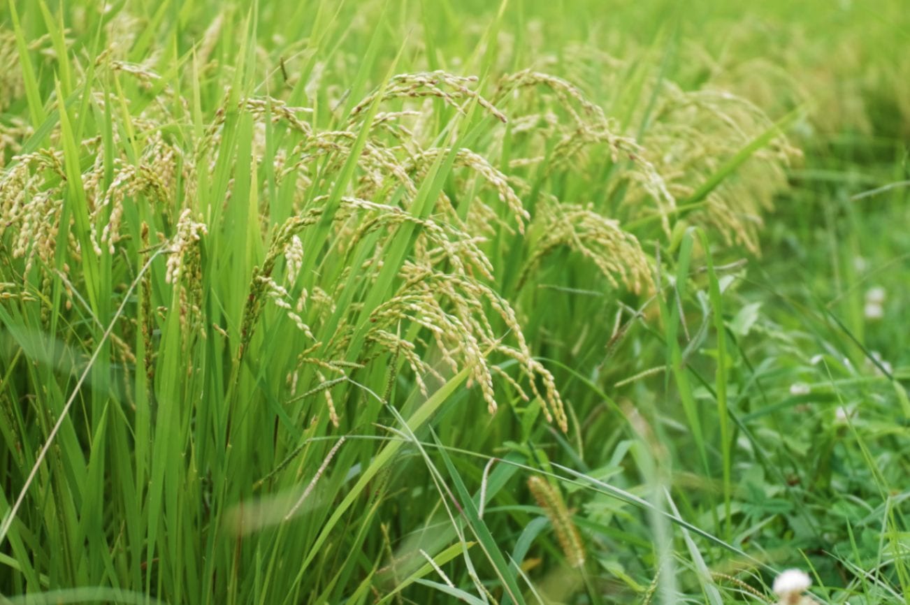 2025年度遠野宮守産ひとめぼれ2ｋｇ