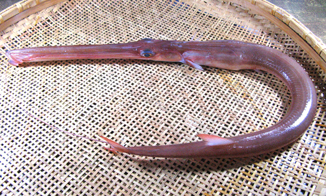 �ڤ䤬��۰��봳��