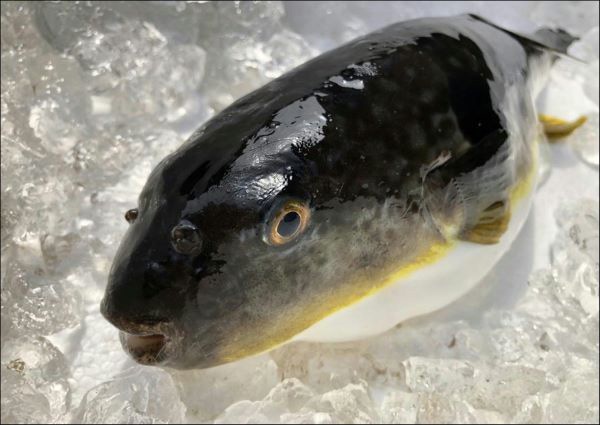 ǽ�Фդ��Τभ�ȡʰ������ꡦ�����ѥå������