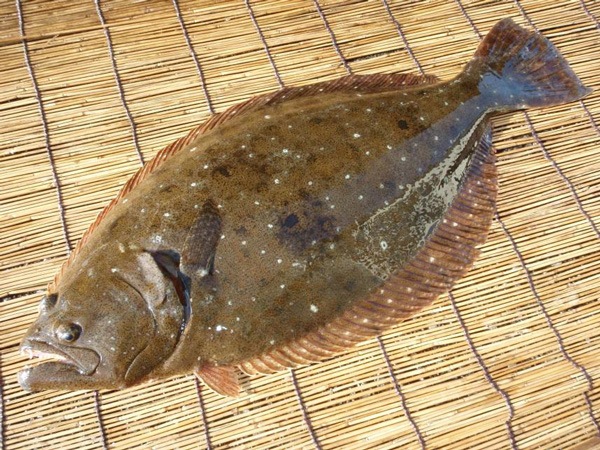 ʿ�ܤκ�������