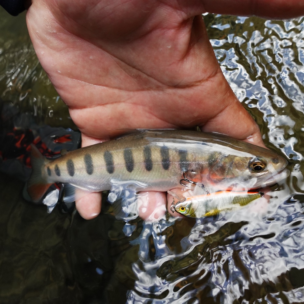 BlueCurrent 41 “BETA”