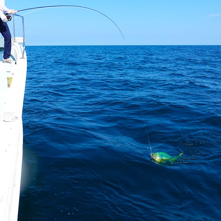 ENNE for Saltwater
